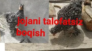 jojani togri boqish oldirmay xamasini kataytirish sirlari 5 мая 2021 г.