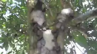 Чайное дерево, провинция Юньнань