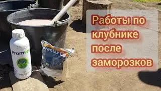 Делаем всё для восстановления клубники после морозов