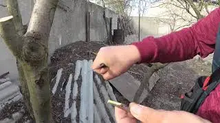 Прививка за кору черенка яблони сорта 