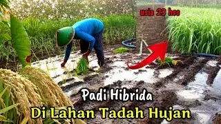 PADI HIBRIDA DI LAHAN TADAH HUJAN || SUPPADI 56