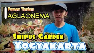 Panen Hasil Tanian Aglaonema atau wa: 0896-3741-4158