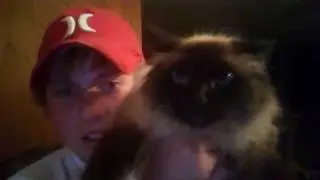 Hairy Pussy Cat