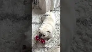 No gym for him!! #pug #puglife