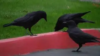 Here Comes the Crows - Here Comes the Night