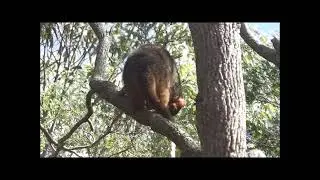 Possum v Birds