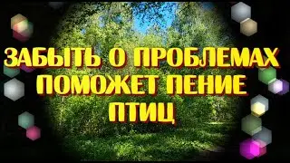 Забыть о проблемах поможет пение птиц
