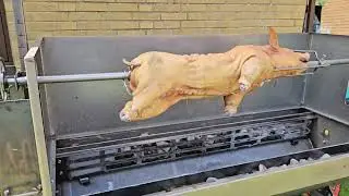 Lechon in Denmark 🇩🇰  Telling about the grill and before starting cooking the 18.5 kg whole pig 🐖 🤪😆