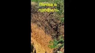 Почвенный срез. Мини- репортаж.