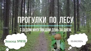 Прогулки по лесу. День за днем с дедом Многоведом. 25 июня 2024г. Эпизод 818.