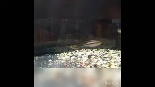peces con crías