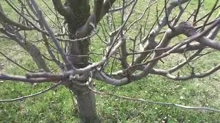 Обрезка яблони правильная и сад 