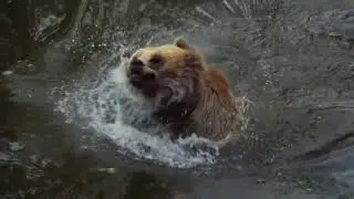 КАК ЗИМУЮТ ЖИВОТНЫЕ