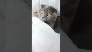 А МОЖЕТ МАРТИНИ?!😂🤔😹 #cat #котики#юмор