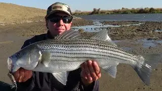 LOW TIDE STRIPERS ...  