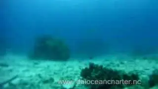 Nouvlelle Calédonie chasse sous marine - îles des pins 29 mars 10.wmv