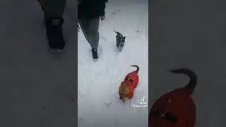 Бубляш с подружкой  Ярочкой. Играються детки 😂😂😂😂 #биверйорк