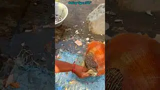 Sea Snail Shell Breaking // Full Video Discription Check // CT 360*🔪 