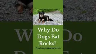 This is Why Dogs Eat Rocks #dogshorts #doghealth #dogeatsrocks #dogeatingrocks #dog #dogs