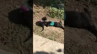 Kittens Playing