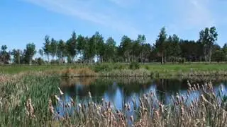 ЦЕЛОЕ  ЛЕТО    исп Стрелки