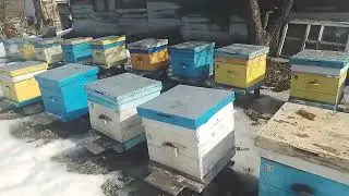 16 марта Облёт пчёл