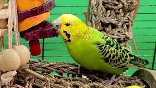 happy budgie sounds
