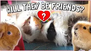 Guinea Pig Bonding: One Boar, Three Sows!
