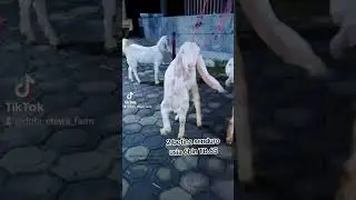 2 female Senduro, 6 months old, TB.65 