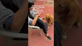 Maa thandiyan chawan #simba #goldenretriever #momlove #shorts #viralshorts