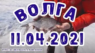 Открытие фидерного сезона 2021 на Волге. Рыбалка на Волге. Подлещики и судак на фидер. 