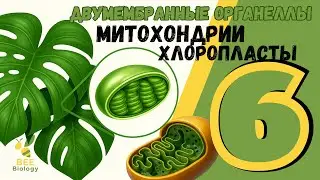 МИТОХОНДРИИ и ПЛАСТИДЫ • двумембранные органеллы клетки