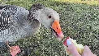Гуси едят яблоко, я философствую