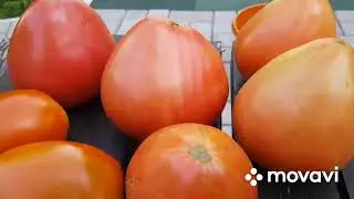 Томаты. Какие выращиваю сорта.