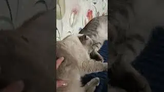 мои коты