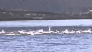 Nanaimo weather-share Feb 3 2014 "Pod of Dolphins"