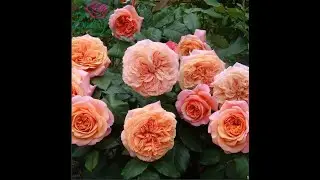 Роза Chippendale. Роза Тантау . Что в имени твоем ?1 Часть 12.