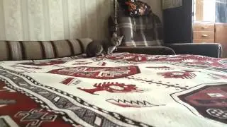 Котенок нападает