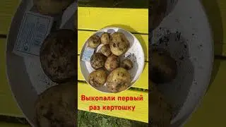 Посадили в июне , выкопали в июле