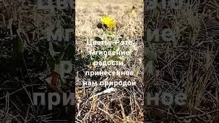 #цитаты #мудрость #словасосмыслом #цветы