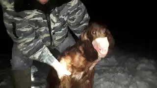 Собака Папаяна
