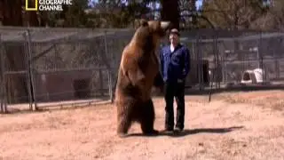 Медведь напал на человека