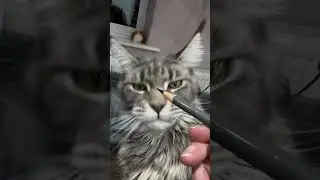 Drawing My Crazy Maine Coon Mirium 🐈 