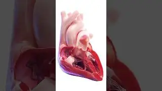 #3d | Heart💖 3d animation | Heart pumping blood |Circulation of blood |#heart #science #biology