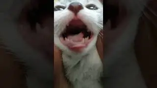 О, сеньор ритта лю мур ля бела бум бум шоко тако #хочуврек #youtube #алифер2 #cat #кот #юмор #милота