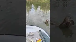 Walczymy z wielkim sumem 🎣