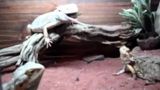 Bearded Dragon Eat Vegetables