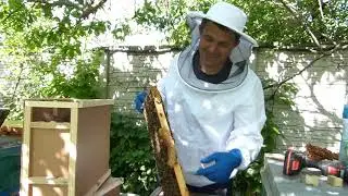 Что произошло за 10 дней с закрытым пчелопакетом без воды и меда.
