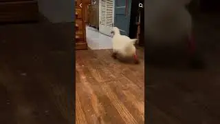 Duckling