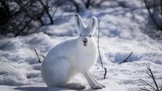 заяц беляк и гончие собаки